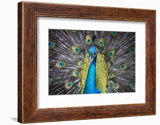 USA, South Carolina, Charleston, Peacock-Hollice Looney-Framed Photographic Print