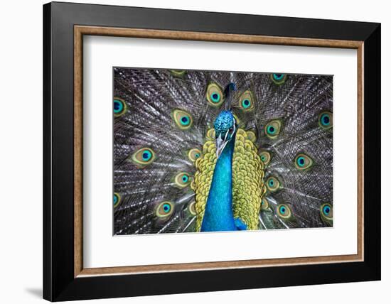 USA, South Carolina, Charleston, Peacock-Hollice Looney-Framed Photographic Print