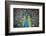 USA, South Carolina, Charleston, Peacock-Hollice Looney-Framed Photographic Print