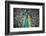 USA, South Carolina, Charleston, Peacock-Hollice Looney-Framed Photographic Print