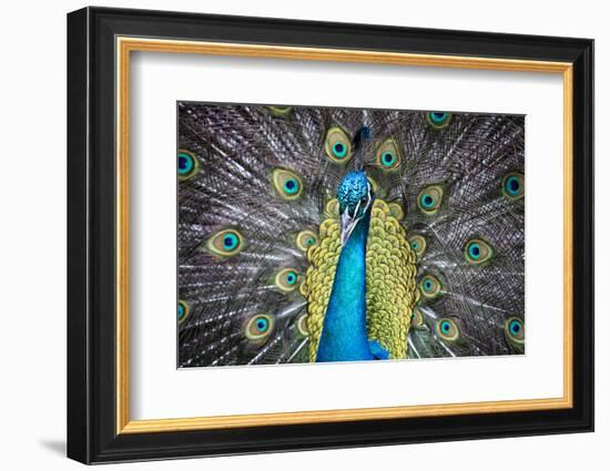 USA, South Carolina, Charleston, Peacock-Hollice Looney-Framed Photographic Print