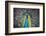 USA, South Carolina, Charleston, Peacock-Hollice Looney-Framed Photographic Print