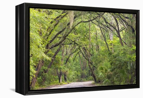 USA, South Carolina, Edisto Beach State Park. Oak Trees Line Road-Don Paulson-Framed Premier Image Canvas
