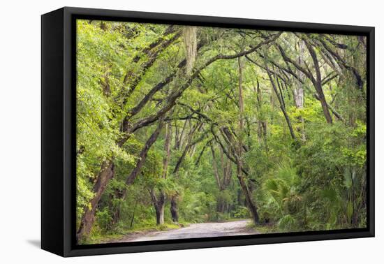 USA, South Carolina, Edisto Beach State Park. Oak Trees Line Road-Don Paulson-Framed Premier Image Canvas