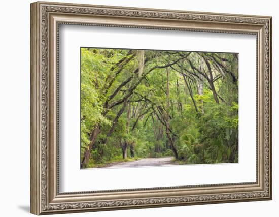 USA, South Carolina, Edisto Beach State Park. Oak Trees Line Road-Don Paulson-Framed Photographic Print