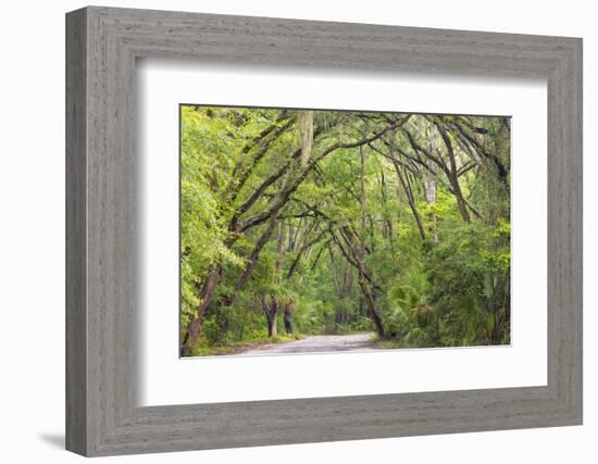 USA, South Carolina, Edisto Beach State Park. Oak Trees Line Road-Don Paulson-Framed Photographic Print