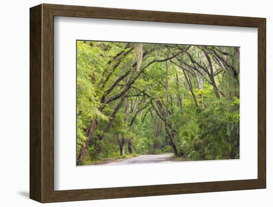 USA, South Carolina, Edisto Beach State Park. Oak Trees Line Road-Don Paulson-Framed Photographic Print