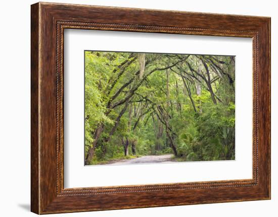 USA, South Carolina, Edisto Beach State Park. Oak Trees Line Road-Don Paulson-Framed Photographic Print