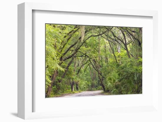 USA, South Carolina, Edisto Beach State Park. Oak Trees Line Road-Don Paulson-Framed Photographic Print