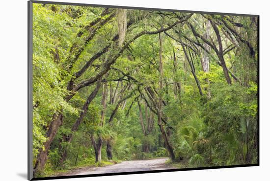 USA, South Carolina, Edisto Beach State Park. Oak Trees Line Road-Don Paulson-Mounted Photographic Print