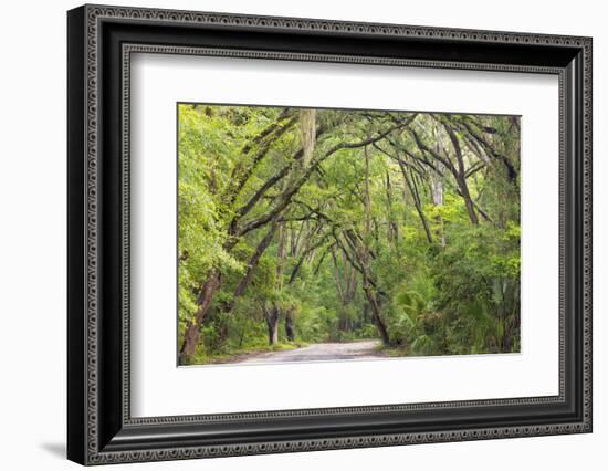 USA, South Carolina, Edisto Beach State Park. Oak Trees Line Road-Don Paulson-Framed Photographic Print