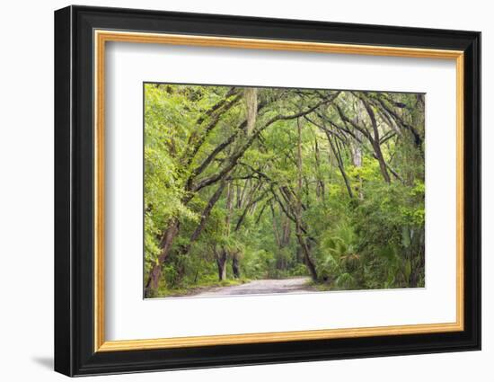 USA, South Carolina, Edisto Beach State Park. Oak Trees Line Road-Don Paulson-Framed Photographic Print