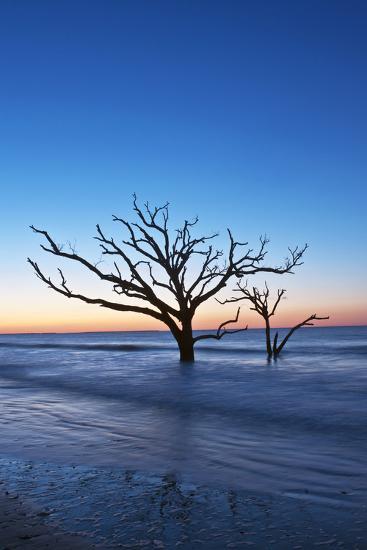 Usa South Carolina Edisto Island Botany Bay Boneyard Beach Dawn Usa South Carolina Edisto Island Botany Bay Boneyard Beach Dawn Photographic Print By Rob Tilley Art