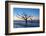 USA, South Carolina, Edisto Island, Botany Bay, Boneyard Beach Dawn.-Rob Tilley-Framed Photographic Print