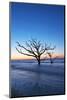 USA, South Carolina, Edisto Island, Botany Bay, Boneyard Beach Dawn.-Rob Tilley-Mounted Photographic Print