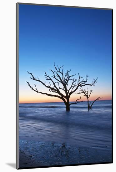 USA, South Carolina, Edisto Island, Botany Bay, Boneyard Beach Dawn.-Rob Tilley-Mounted Photographic Print