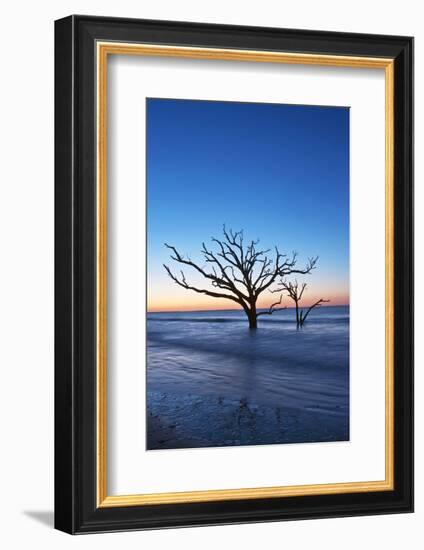 USA, South Carolina, Edisto Island, Botany Bay, Boneyard Beach Dawn.-Rob Tilley-Framed Photographic Print