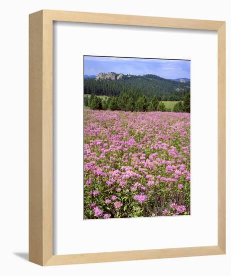 USA, South Dakota, Black Hills. Blooming horsemint flowers cover hillside.-Jaynes Gallery-Framed Photographic Print