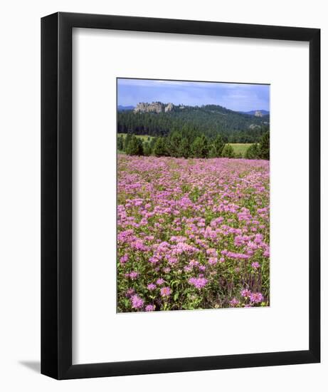 USA, South Dakota, Black Hills. Blooming horsemint flowers cover hillside.-Jaynes Gallery-Framed Photographic Print