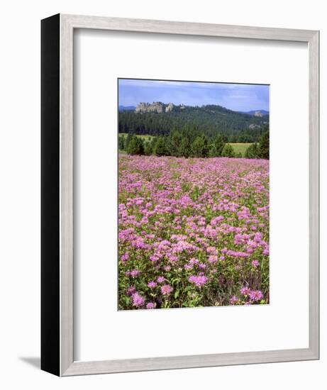 USA, South Dakota, Black Hills. Blooming horsemint flowers cover hillside.-Jaynes Gallery-Framed Photographic Print