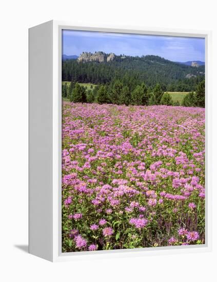 USA, South Dakota, Black Hills. Blooming horsemint flowers cover hillside.-Jaynes Gallery-Framed Premier Image Canvas