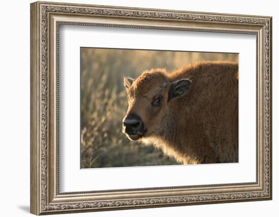 Usa, South Dakota, Black Hills, Custer, State Park, Wildlife, American Bison Calf-Christian Heeb-Framed Photographic Print