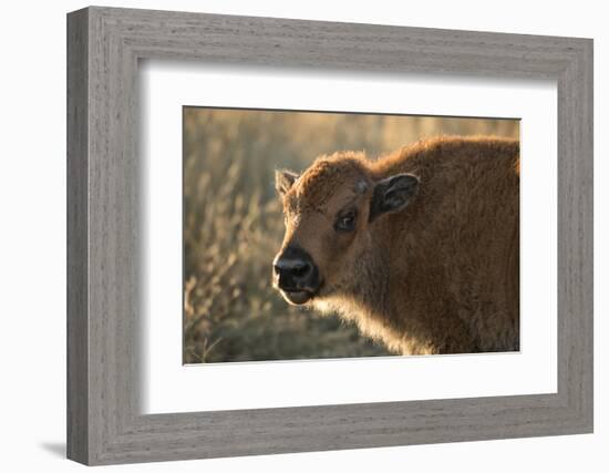 Usa, South Dakota, Black Hills, Custer, State Park, Wildlife, American Bison Calf-Christian Heeb-Framed Photographic Print