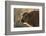 Usa, South Dakota, Black Hills, Custer, State Park, Wildlife, American Bison Calf-Christian Heeb-Framed Photographic Print