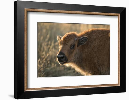 Usa, South Dakota, Black Hills, Custer, State Park, Wildlife, American Bison Calf-Christian Heeb-Framed Photographic Print