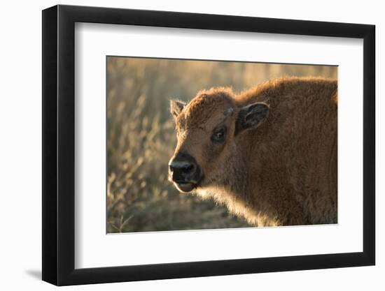 Usa, South Dakota, Black Hills, Custer, State Park, Wildlife, American Bison Calf-Christian Heeb-Framed Photographic Print