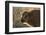 Usa, South Dakota, Black Hills, Custer, State Park, Wildlife, American Bison Calf-Christian Heeb-Framed Photographic Print