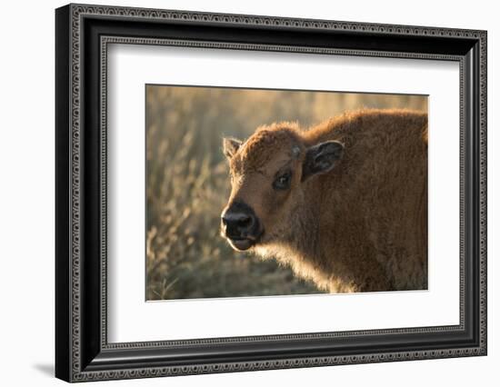 Usa, South Dakota, Black Hills, Custer, State Park, Wildlife, American Bison Calf-Christian Heeb-Framed Photographic Print