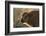 Usa, South Dakota, Black Hills, Custer, State Park, Wildlife, American Bison Calf-Christian Heeb-Framed Photographic Print