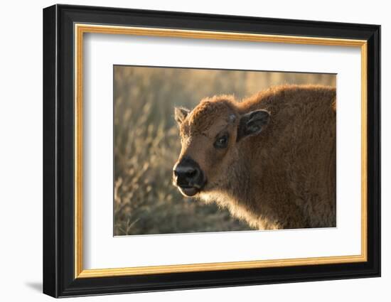 Usa, South Dakota, Black Hills, Custer, State Park, Wildlife, American Bison Calf-Christian Heeb-Framed Photographic Print