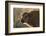 Usa, South Dakota, Black Hills, Custer, State Park, Wildlife, American Bison Calf-Christian Heeb-Framed Photographic Print