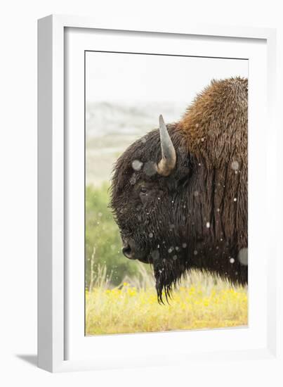 USA, South Dakota, Custer State Park. Profile of Bison-Cathy & Gordon Illg-Framed Photographic Print