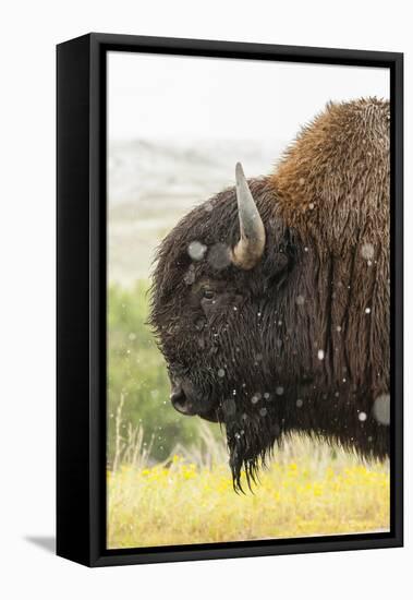 USA, South Dakota, Custer State Park. Profile of Bison-Cathy & Gordon Illg-Framed Premier Image Canvas