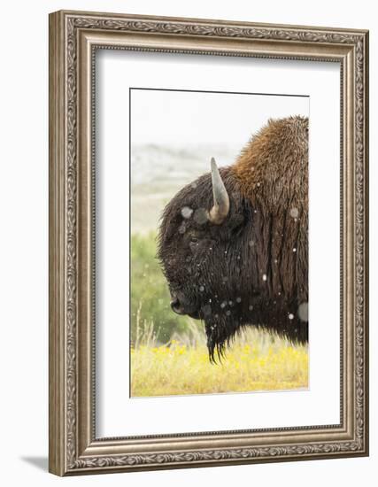 USA, South Dakota, Custer State Park. Profile of Bison-Cathy & Gordon Illg-Framed Photographic Print