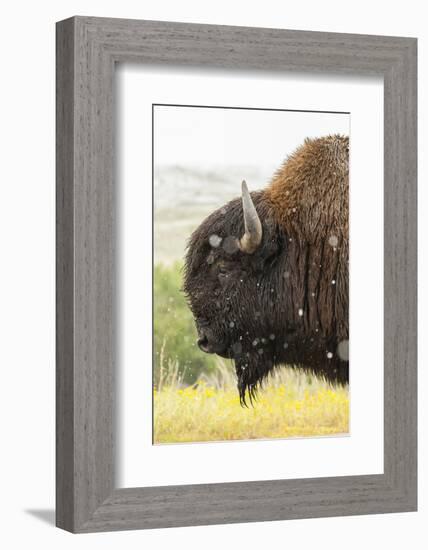 USA, South Dakota, Custer State Park. Profile of Bison-Cathy & Gordon Illg-Framed Photographic Print