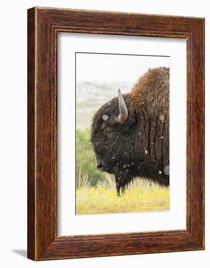 USA, South Dakota, Custer State Park. Profile of Bison-Cathy & Gordon Illg-Framed Photographic Print