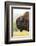 USA, South Dakota, Custer State Park. Profile of Bison-Cathy & Gordon Illg-Framed Photographic Print