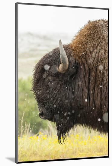 USA, South Dakota, Custer State Park. Profile of Bison-Cathy & Gordon Illg-Mounted Photographic Print