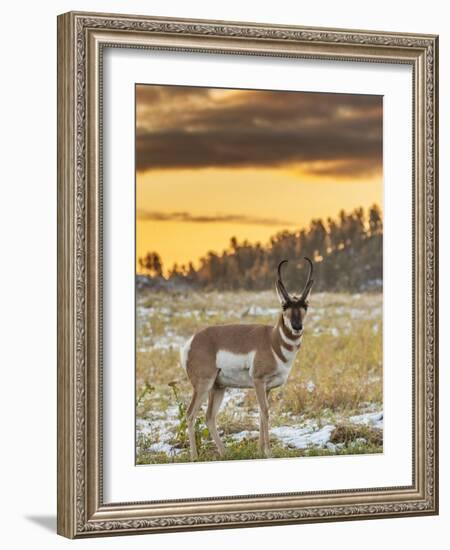 USA, South Dakota, Custer State Park. Pronghorn Antelope at Sunrise-Cathy & Gordon Illg-Framed Photographic Print