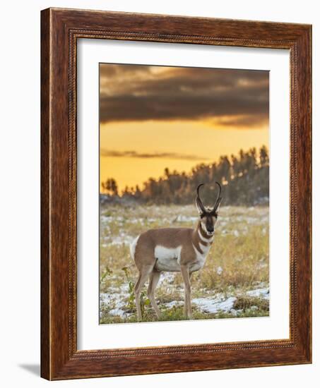 USA, South Dakota, Custer State Park. Pronghorn Antelope at Sunrise-Cathy & Gordon Illg-Framed Photographic Print