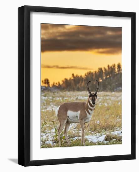 USA, South Dakota, Custer State Park. Pronghorn Antelope at Sunrise-Cathy & Gordon Illg-Framed Photographic Print