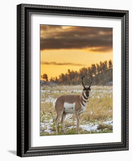 USA, South Dakota, Custer State Park. Pronghorn Antelope at Sunrise-Cathy & Gordon Illg-Framed Photographic Print