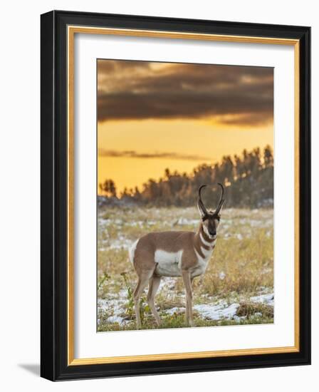 USA, South Dakota, Custer State Park. Pronghorn Antelope at Sunrise-Cathy & Gordon Illg-Framed Photographic Print