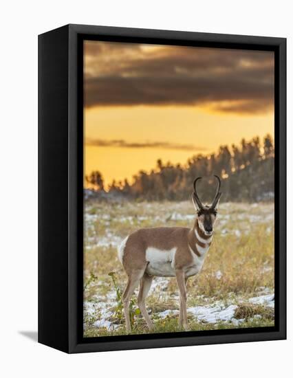 USA, South Dakota, Custer State Park. Pronghorn Antelope at Sunrise-Cathy & Gordon Illg-Framed Premier Image Canvas
