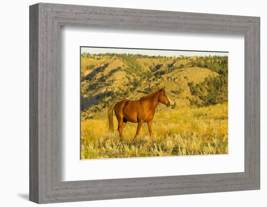 USA, South Dakota, Wild Horse Sanctuary. Wild Horse in Field-Cathy & Gordon Illg-Framed Photographic Print