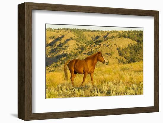 USA, South Dakota, Wild Horse Sanctuary. Wild Horse in Field-Cathy & Gordon Illg-Framed Photographic Print